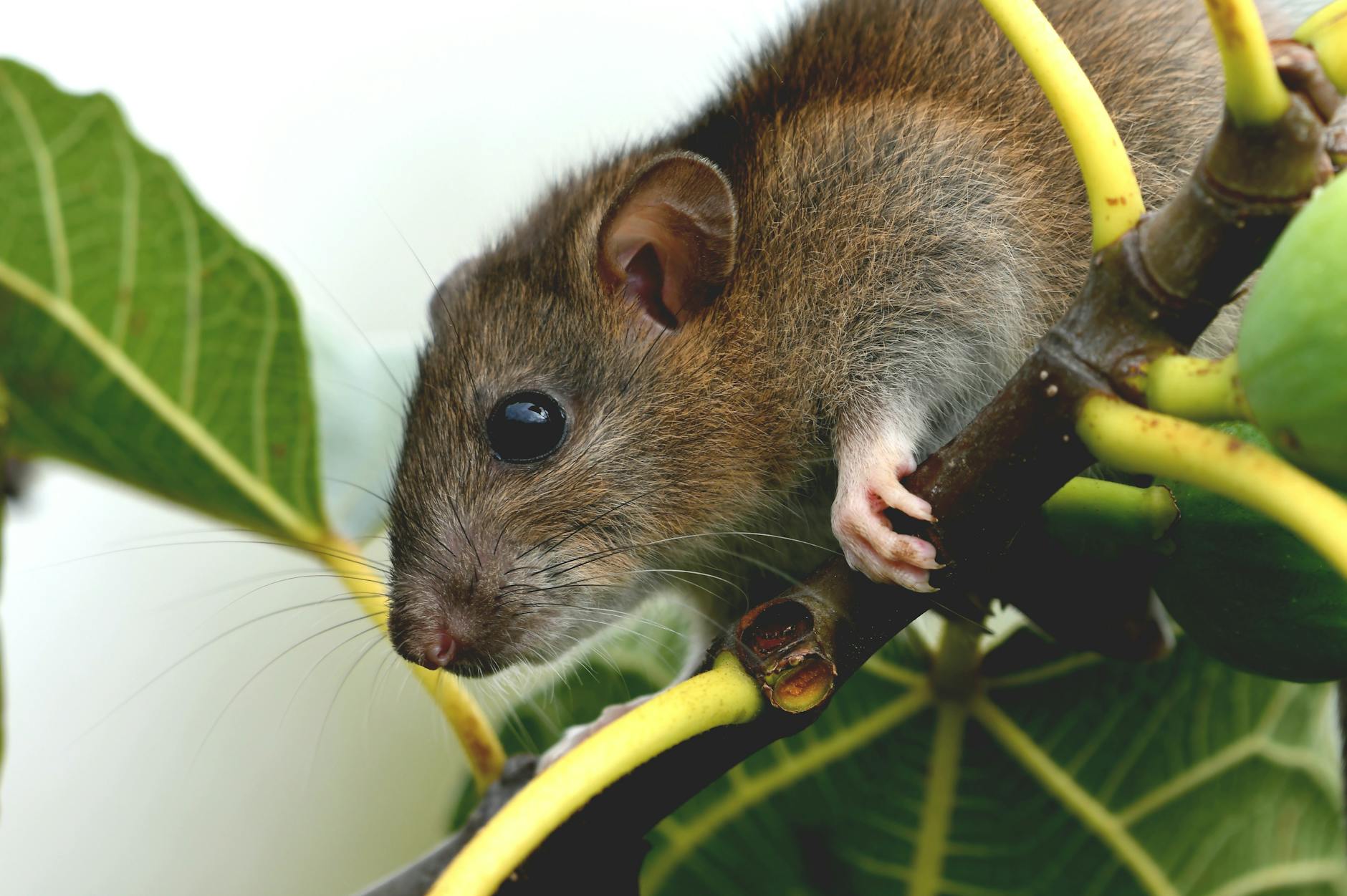 Hantavirus Symptome Detailansicht: Hantavirus Symptome