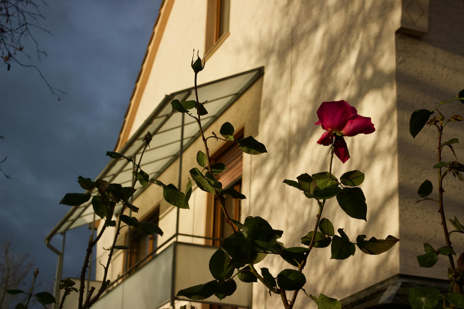 Illustration zu Rote Rosen