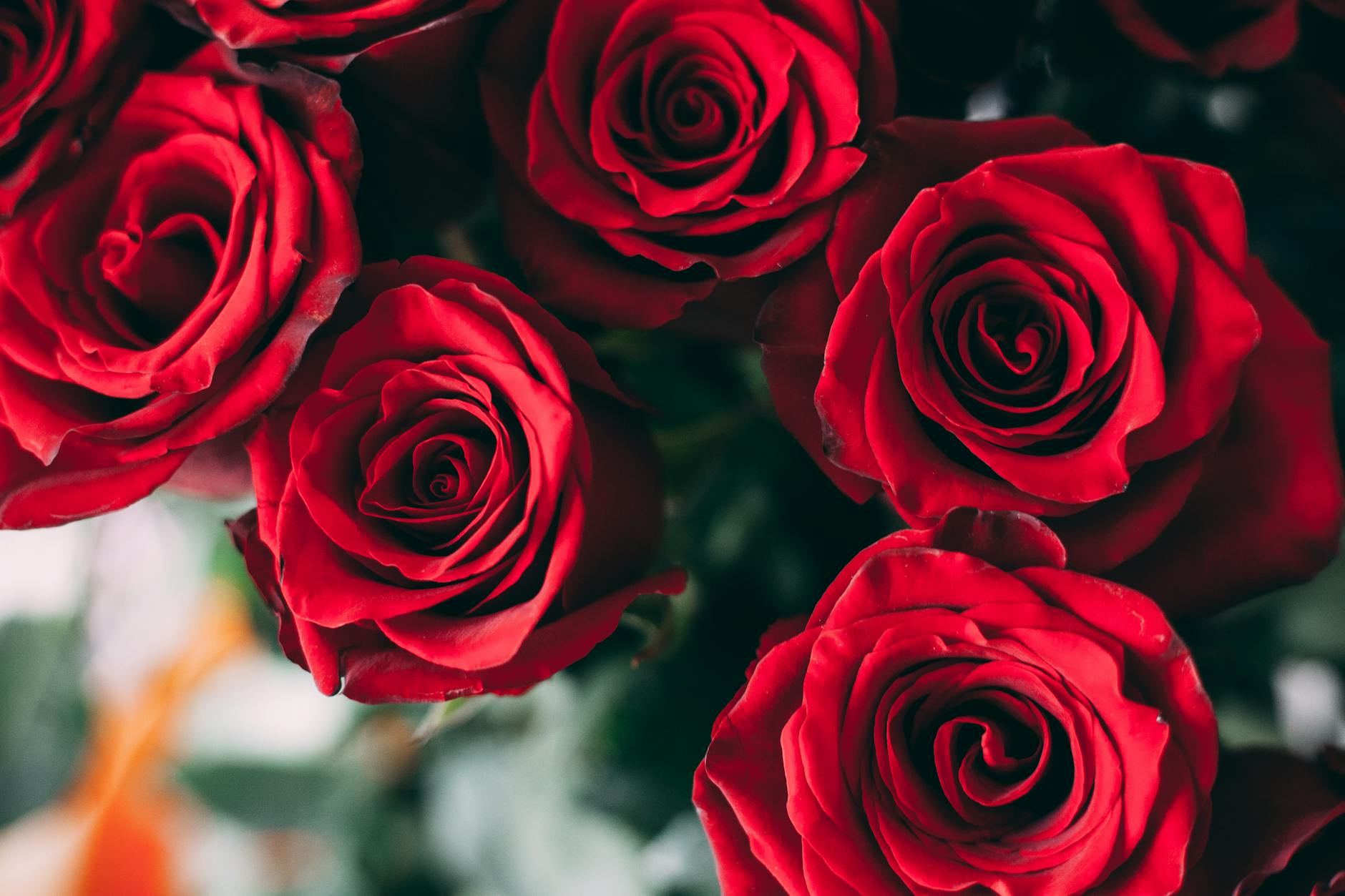 Symbolbild zum Thema Rote Rosen