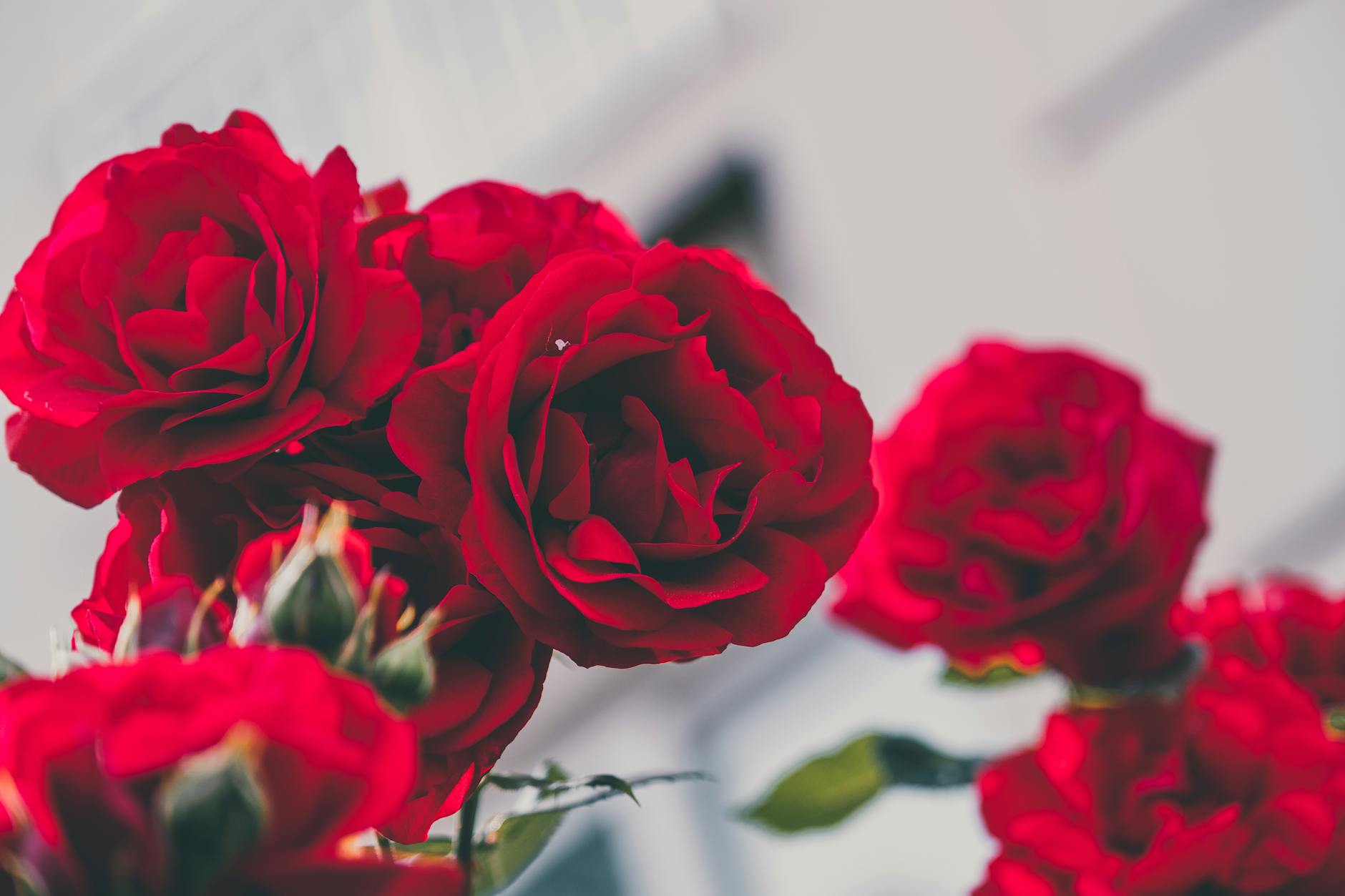 Detailansicht: Rote Rosen