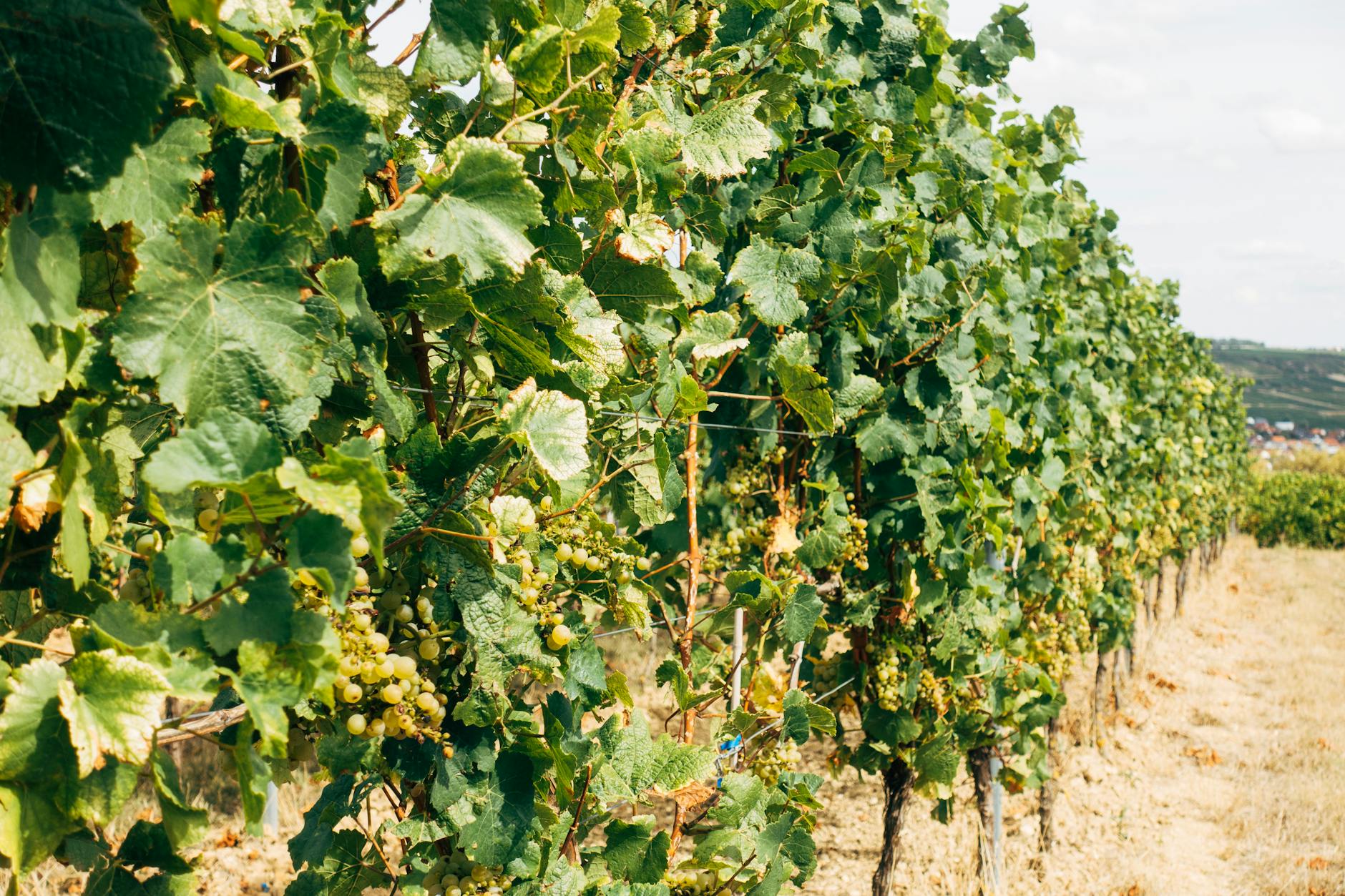 Wein Detailansicht: Wein