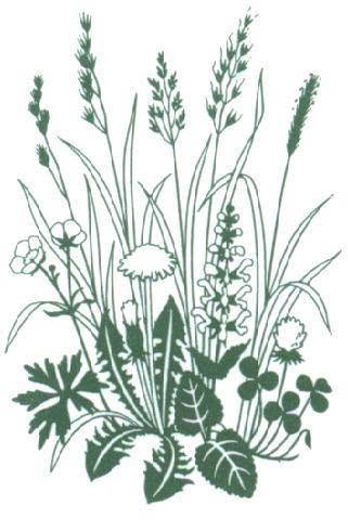 Wiesenapotheke