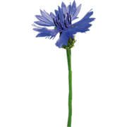 Kornblume Naturkost
