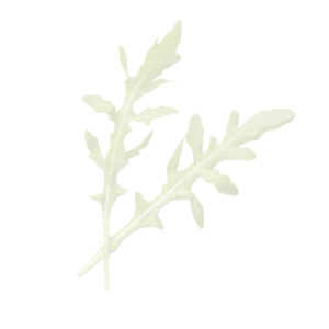 La Rucola