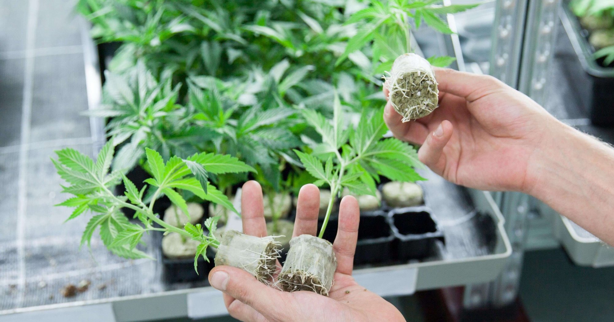 plants4friends Growshop