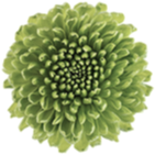 Blumen & Möbeldesign Bayer