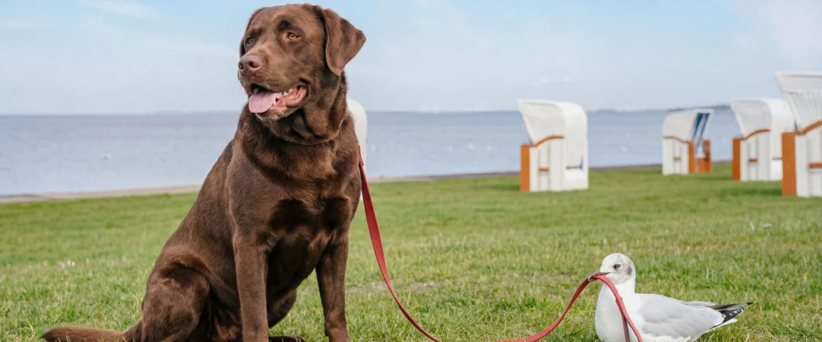 Tierhalterhaftpflicht Ratgeber – Besitzerin mit Hund und Pferd auf einer Wiese, umgeben von einem Schutzschild, symbolisiert den Tierhalterhaftpflicht Ratgeber und seine Schutzfunktion.
