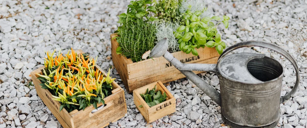Hochbeet Tipps für Anfänger: Standort, Schichtaufbau und richtige Bepflanzung im eigenen Garten.